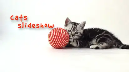 Cats Slideshow Video Displays template preview
