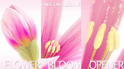 Flower Bloom Logo Logo Stings template preview