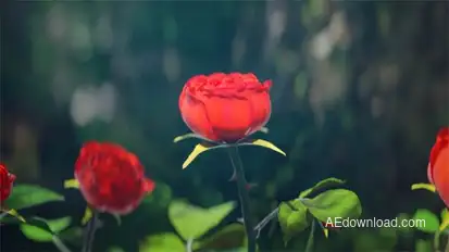 Red Rose Logo Reveal Logo Stings template preview