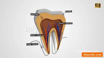 Tooth Anatomy Reveal Openers template preview