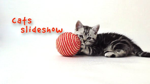 Cats Slideshow
